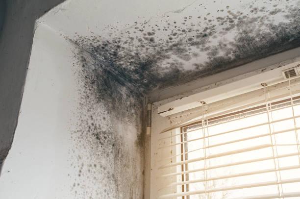 Affordable Commercial Mold Remediation solutions in Berthoud, CO